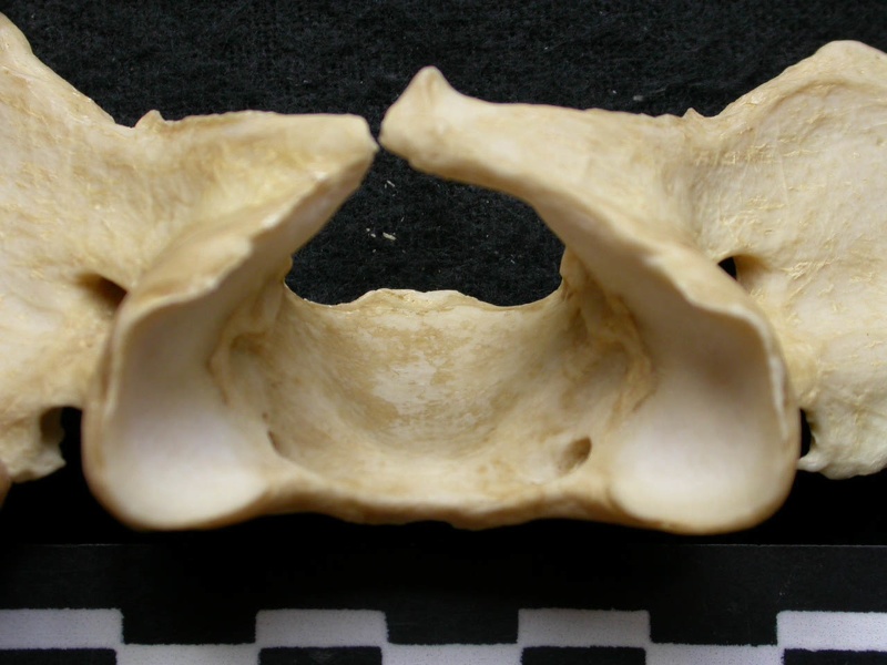 Atlas (18557 visites) Canis lupus - Mâle - AdulteCollection : Centre d'Investigation Portugais d'Archéologie, Lisbonne (... Atlas