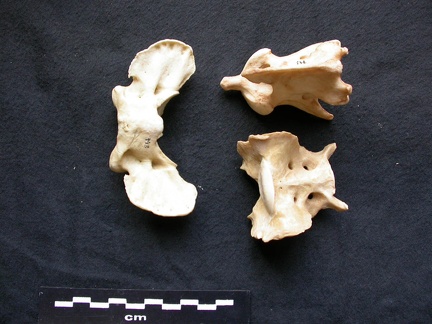 Atlas, axis et sacrum (24100 visites) Canis lupus - Mâle - AdulteCollection : Centre d'Investigation Portugais d'Archéologie, Lisbonne (... Atlas, axis et sacrum