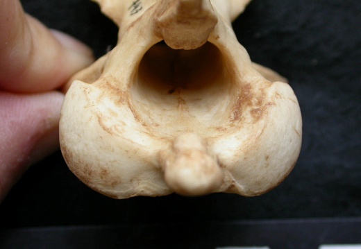 Axis (15506 visites) Canis lupus - Mâle - AdulteCollection : Centre d'Investigation Portugais d'Archéologie, Lisbonne (... Axis