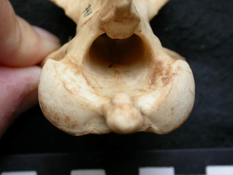 Axis (15545 visites) Canis lupus - Mâle - AdulteCollection : Centre d'Investigation Portugais d'Archéologie, Lisbonne (... Axis