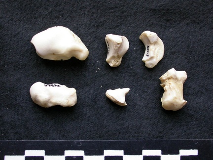 Carpe et phalanges (40694 visites) Canis lupus - Mâle - Adulte - Éléments gauchesCollection : Centre d'Investigation Portugais d'Arc... Carpe et phalanges