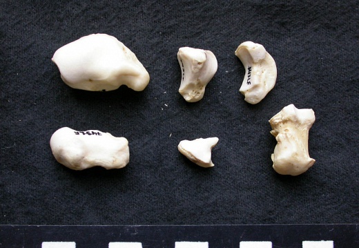 Carpe et phalanges (40689 visites) Canis lupus - Mâle - Adulte - Éléments gauchesCollection : Centre d'Investigation Portugais d'Arc... Carpe et phalanges