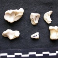 Carpe et phalanges (40757 visites) Canis lupus - Mâle - Adulte - Éléments gauchesCollection : Centre d'Investigation Portugais d'Arc... Carpe et phalanges