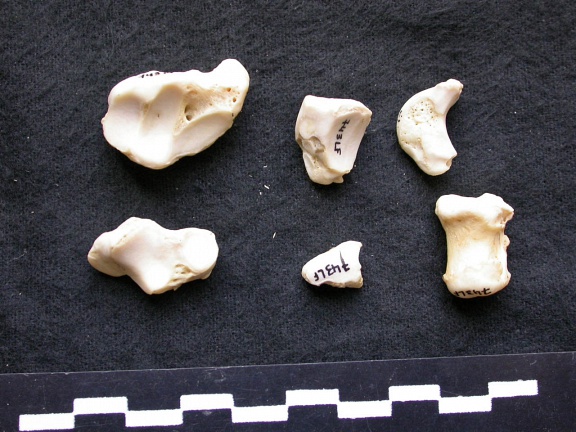 Carpe et phalanges (40806 visites) Canis lupus - Mâle - Adulte - Éléments gauchesCollection : Centre d'Investigation Portugais d'Arc... Carpe et phalanges