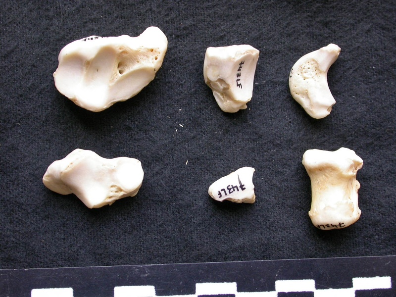 Carpe et phalanges (39914 visites) Canis lupus - Mâle - Adulte - Éléments gauchesCollection : Centre d'Investigation Portugais d'Arc... Carpe et phalanges