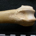 Cl1-Fedist3.jpg