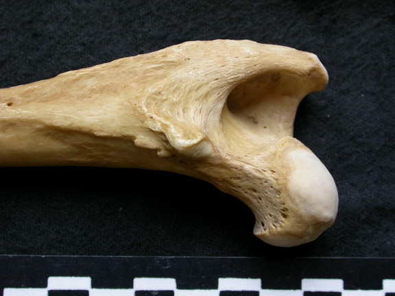 Femur: proximale part (8226 visits) Canis lupus - Male - Adult - Left elementCollection: Portuguese Center of Investigation in Archaeol... Femur: proximale part