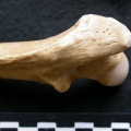 Cl1-Feprox4.jpg