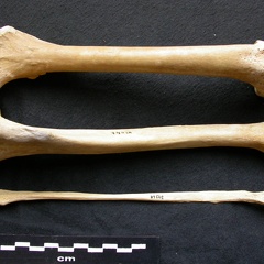 Fémur, tibia et fibula (13059 visites) Canis lupus - Mâle - Adulte - Éléments gauchesCollection : Centre d'Investigation Portugais d'Arc... Fémur, tibia et fibula