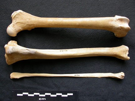 Fémur, tibia et fibula (13060 visites) Canis lupus - Mâle - Adulte - Éléments gauchesCollection : Centre d'Investigation Portugais d'Arc... Fémur, tibia et fibula