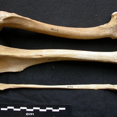 Fémur, tibia et fibula (13118 visites) Canis lupus - Mâle - Adulte - Éléments gauchesCollection : Centre d'Investigation Portugais d'Arc... Fémur, tibia et fibula