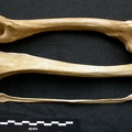 Fémur, tibia et fibula (12472 visites) Canis lupus - Mâle - Adulte - Éléments gauchesCollection : Centre d'Investigation Portugais d'Arc... Fémur, tibia et fibula