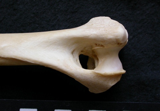 Humerus: distal part (7464 visits) Canis lupus - Male - Adult - Left elementCollection: Portuguese Center of Investigation in Archaeol... Humerus: distal part