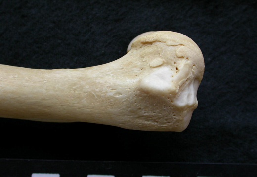 Humerus: distal part (6896 visits) Canis lupus - Male - Adult - Left elementCollection: Portuguese Center of Investigation in Archaeol... Humerus: distal part