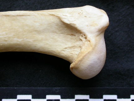 Húmero : parte proximal (6993 visitas) Canis lupus - Macho - Adulto - Elemento izquierdoColección : Centro d'Investigación Portugués d'... Húmero : parte proximal