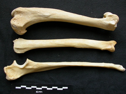 Humérus, radius et ulna (12535 visites) Canis lupus - Mâle - Adulte - Éléments gauchesCollection : Centre d'Investigation Portugais d'Arc... Humérus, radius et ulna