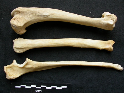 Humérus, radius et ulna