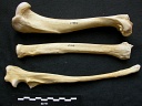 Humérus, radius et ulna