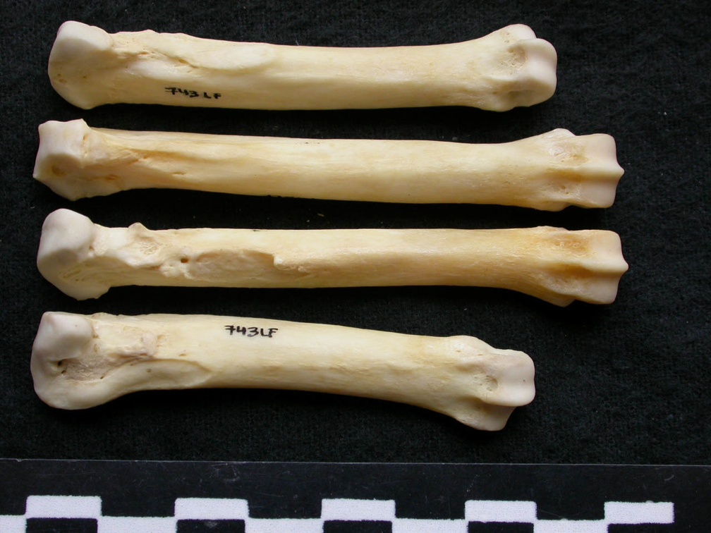 Métacarpiens (9404 visites) Canis lupus - Mâle - Adulte - Éléments gauchesCollection : Centre d'Investigation Portugais d'Arc... Métacarpiens