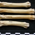 Métacarpiens (9404 visites) Canis lupus - Mâle - Adulte - Éléments gauchesCollection : Centre d'Investigation Portugais d'Arc... Métacarpiens