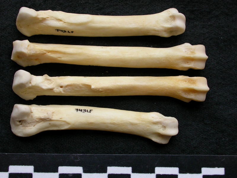 Métacarpiens (9404 visites) Canis lupus - Mâle - Adulte - Éléments gauchesCollection : Centre d'Investigation Portugais d'Arc... Métacarpiens