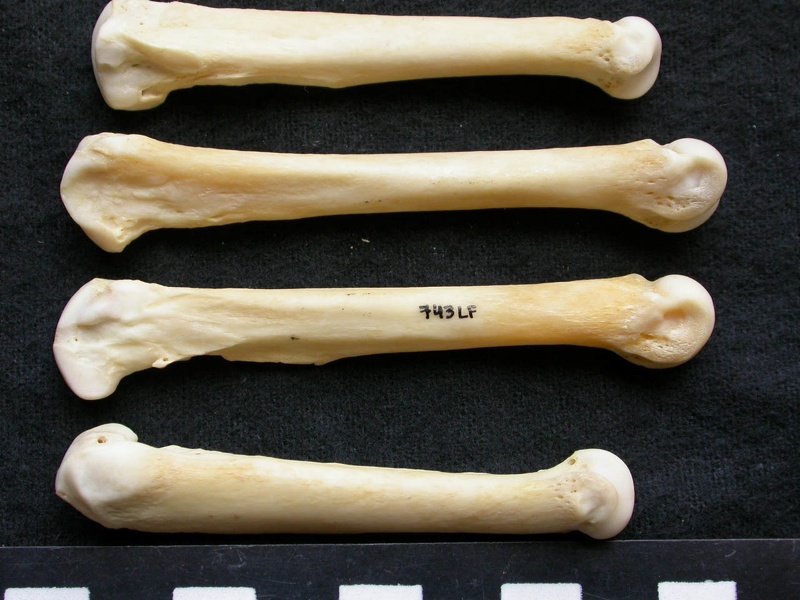 Métacarpiens (9292 visites) Canis lupus - Mâle - Adulte - Éléments gauchesCollection : Centre d'Investigation Portugais d'Arc... Métacarpiens