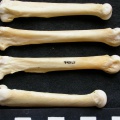 Métacarpiens