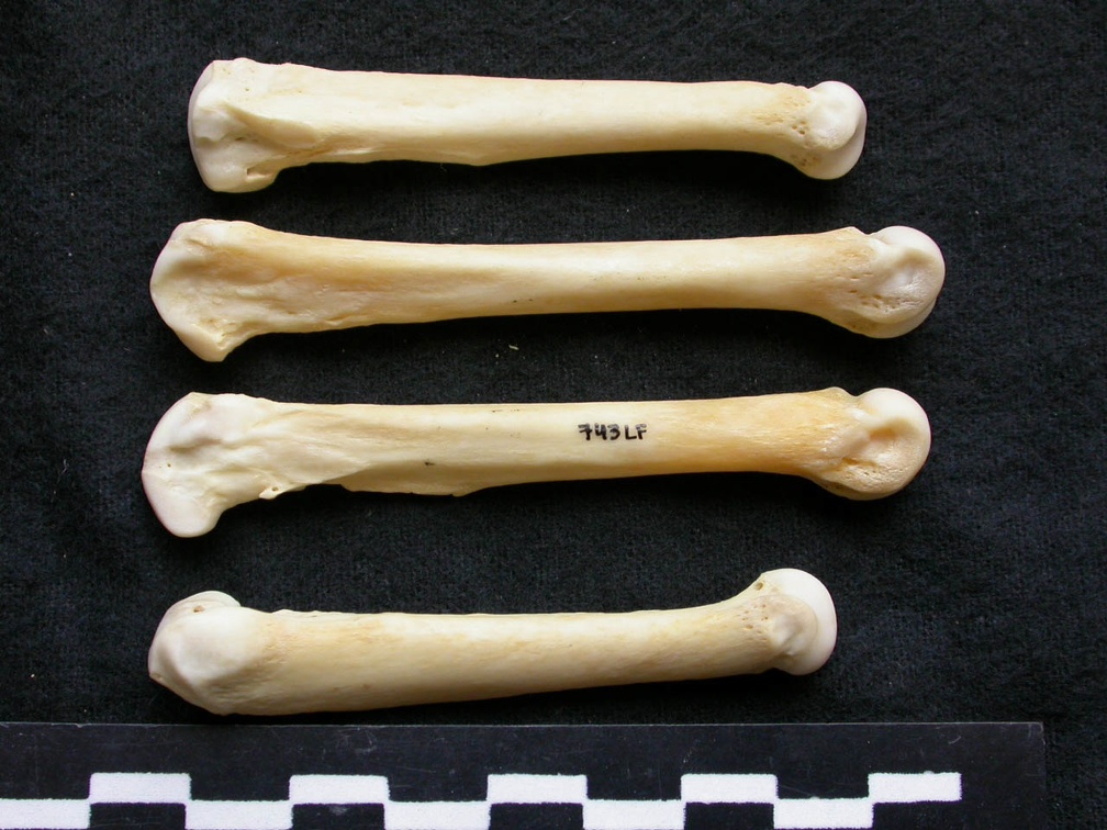 Métacarpiens (8946 visites) Canis lupus - Mâle - Adulte - Éléments gauchesCollection : Centre d'Investigation Portugais d'Arc... Métacarpiens