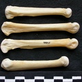 Métacarpiens (8943 visites) Canis lupus - Mâle - Adulte - Éléments gauchesCollection : Centre d'Investigation Portugais d'Arc... Métacarpiens