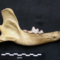 Mandible (8442 visits) Canis lupus - Male - Adult - Right elementCollection: Portuguese Center of Investigation in Archaeo... Mandible