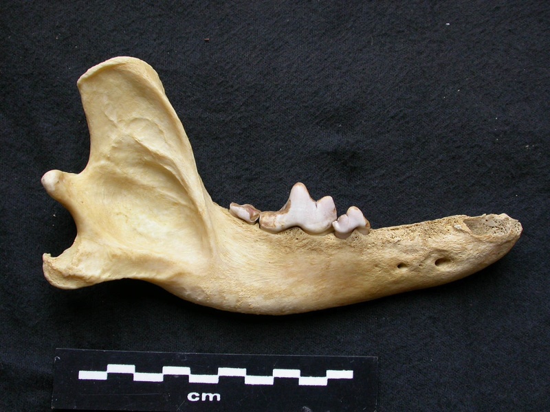 Mandibule (8321 visites) Canis lupus - Mâle - Adulte - Élément droitCollection : Centre d'Investigation Portugais d'Arché... Mandibule