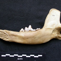 Mandibule (7615 visites) Canis lupus - Mâle - Adulte - Élément droitCollection : Centre d'Investigation Portugais d'Arché... Mandibule