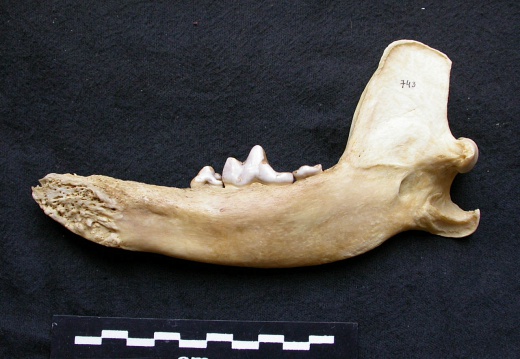 Mandible