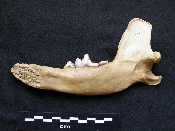 Mandibule (7614 visites) Canis lupus - Mâle - Adulte - Élément droitCollection : Centre d'Investigation Portugais d'Arché... Mandibule