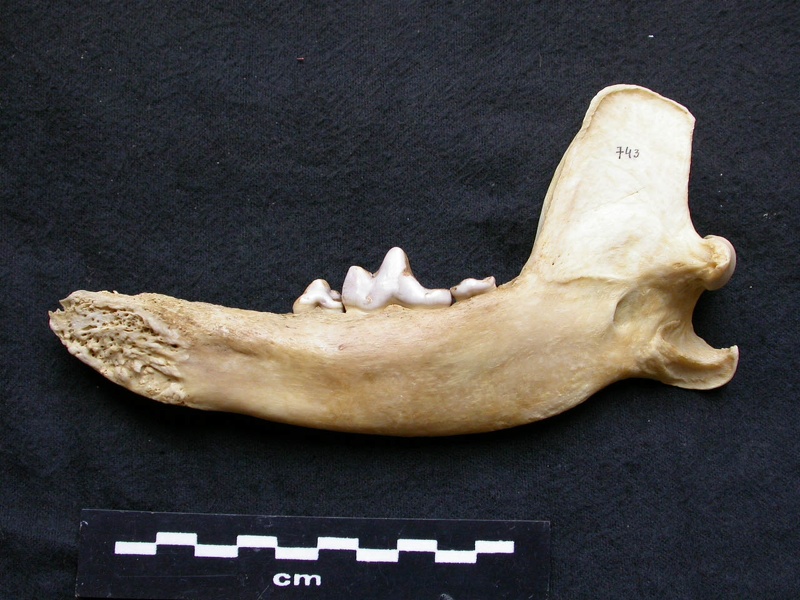 Mandibule (7614 visites) Canis lupus - Mâle - Adulte - Élément droitCollection : Centre d'Investigation Portugais d'Arché... Mandibule