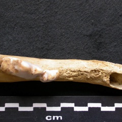Dentition inférieure (7456 visites) Canis lupus - Mâle - Adulte - Élément droitCollection : Centre d'Investigation Portugais d'Arché... Dentition inférieure