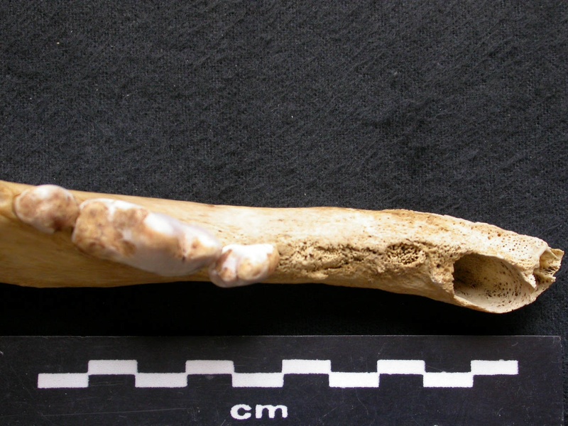 Dentition inférieure (7454 visites) Canis lupus - Mâle - Adulte - Élément droitCollection : Centre d'Investigation Portugais d'Arché... Dentition inférieure