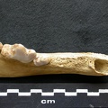 Dentition inférieure (7770 visites) Canis lupus - Mâle - Adulte - Élément droitCollection : Centre d'Investigation Portugais d'Arché... Dentition inférieure