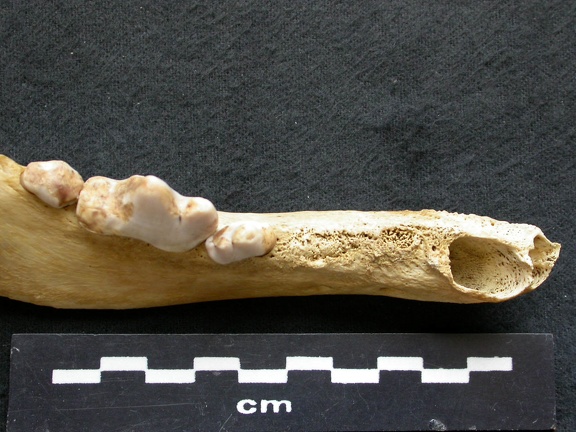 Dentition inférieure (7695 visites) Canis lupus - Mâle - Adulte - Élément droitCollection : Centre d'Investigation Portugais d'Arché... Dentition inférieure