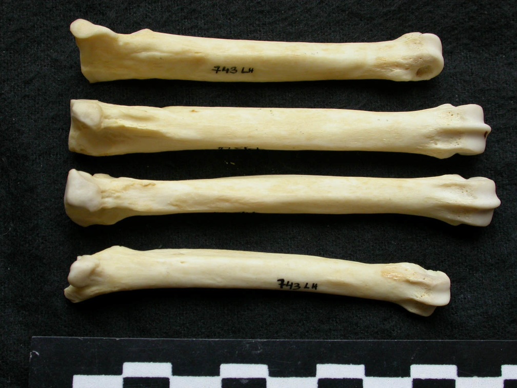 Métatarsiens (9299 visites) Canis lupus - Mâle - Adulte - Éléments gauchesCollection : Centre d'Investigation Portugais d'Arc... Métatarsiens
