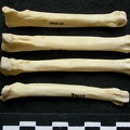 Métatarsiens (9509 visites) Canis lupus - Mâle - Adulte - Éléments gauchesCollection : Centre d'Investigation Portugais d'Arc... Métatarsiens