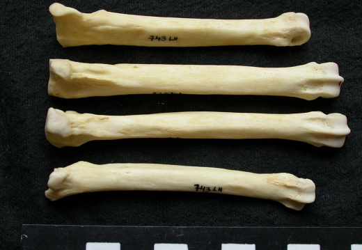 Métatarsiens (9294 visites) Canis lupus - Mâle - Adulte - Éléments gauchesCollection : Centre d'Investigation Portugais d'Arc... Métatarsiens