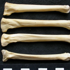 Métatarsiens (9365 visites) Canis lupus - Mâle - Adulte - Éléments gauchesCollection : Centre d'Investigation Portugais d'Arc... Métatarsiens