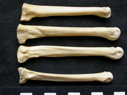 Métatarsiens (9384 visites) Canis lupus - Mâle - Adulte - Éléments gauchesCollection : Centre d'Investigation Portugais d'Arc... Métatarsiens