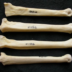Métatarsiens (9814 visites) Canis lupus - Mâle - Adulte - Éléments gauchesCollection : Centre d'Investigation Portugais d'Arc... Métatarsiens