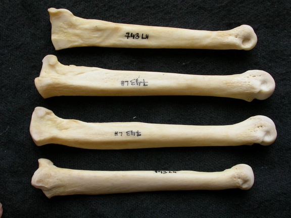 Métatarsiens (9813 visites) Canis lupus - Mâle - Adulte - Éléments gauchesCollection : Centre d'Investigation Portugais d'Arc... Métatarsiens