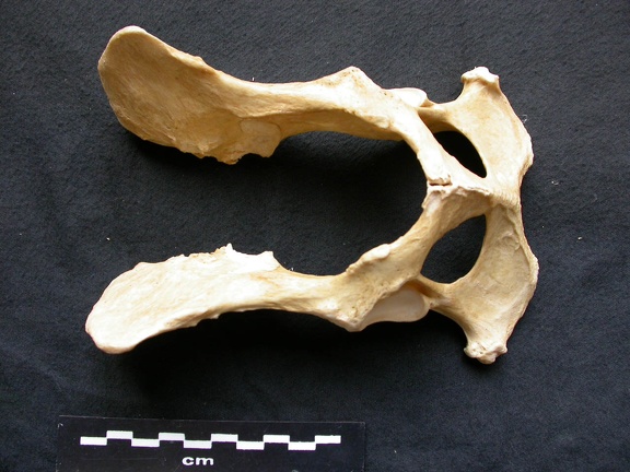 Pelvis (8919 visites) Canis lupus - Mâle - AdulteCollection : Centre d'Investigation Portugais d'Archéologie, Lisbonne (... Pelvis