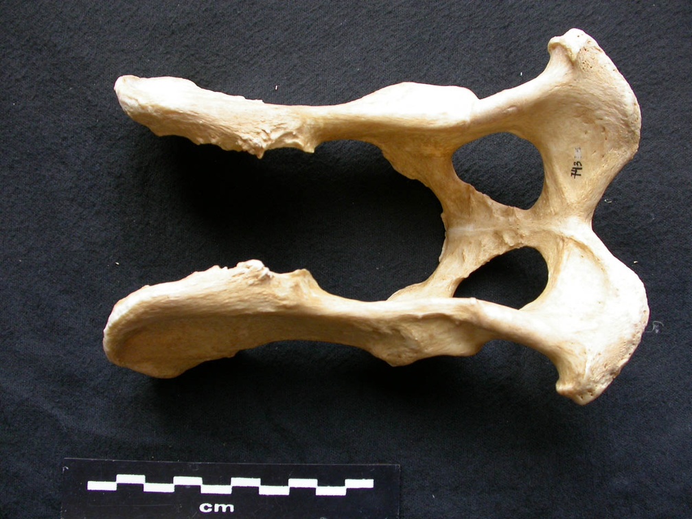 Pelvis (9009 visites) Canis lupus - Mâle - AdulteCollection : Centre d'Investigation Portugais d'Archéologie, Lisbonne (... Pelvis