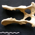 Pelvis (9325 visites) Canis lupus - Mâle - AdulteCollection : Centre d'Investigation Portugais d'Archéologie, Lisbonne (... Pelvis