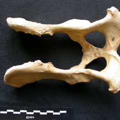 Pelvis (9009 visites) Canis lupus - Mâle - AdulteCollection : Centre d'Investigation Portugais d'Archéologie, Lisbonne (... Pelvis